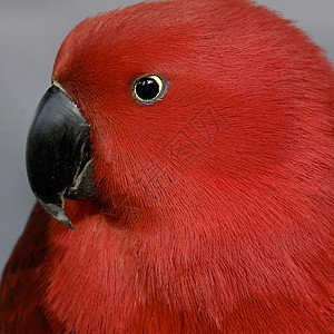 红色鹦鹉动物活力羽毛眼睛背景图片