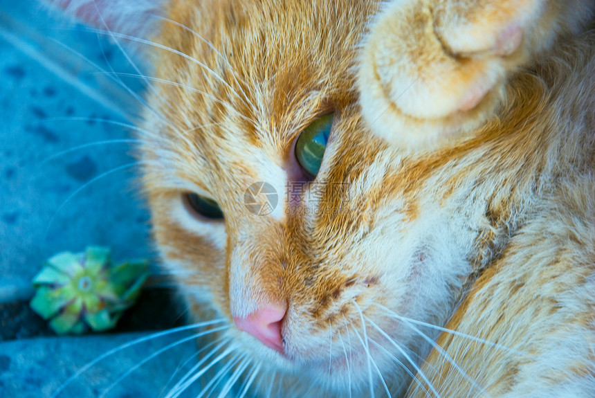 有关自然性质的猫冒充宠物眼睛猫科毛皮友谊虎斑头发食肉摄影图片