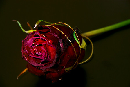 黑背景上的概念性亮点玫瑰花宏观玫瑰礼物水平花瓣脆弱性红色背景图片