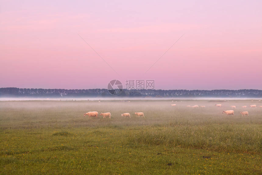 日出时 在牧草上的雾中 有绵羊图片