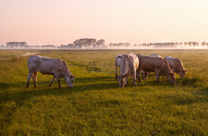 日出时牧草的牛很少图片