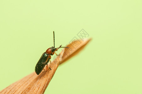 欧伦眼睛天线荒野绿色背板鞘翅目甲虫几丁质叶子翅膀背景图片