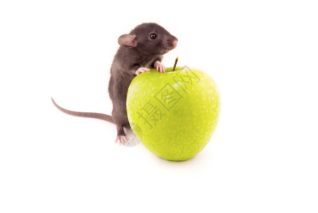 国内老鼠和苹果在白上被孤立蔬菜高清图片素材