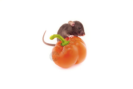 国内大鼠和胡椒白白孤立好奇心美食辣椒哺乳动物蔬菜食物耳朵宠物爪子活力可爱的高清图片素材
