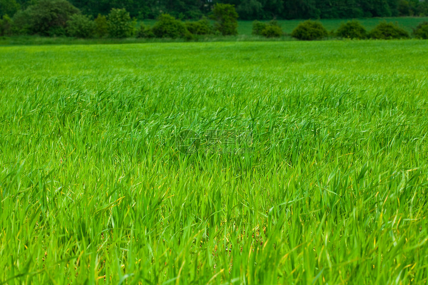 绿草背景背景草皮美丽草地阳光运动叶子摄影环境框架土地图片