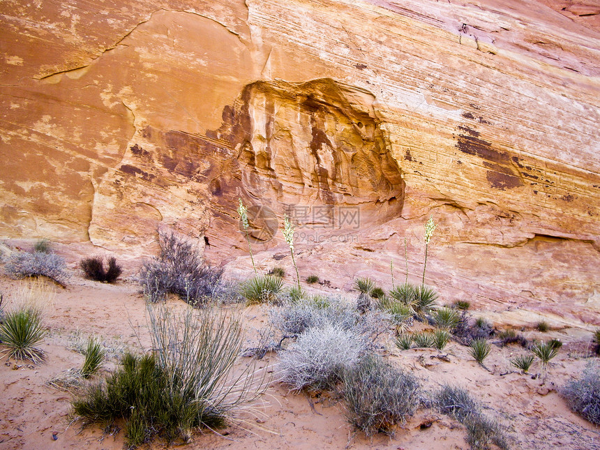 沙漠花岩石绿色黄色砂岩沙漠编队植物群图片