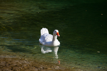 白鹅动物鸭子白色背景图片