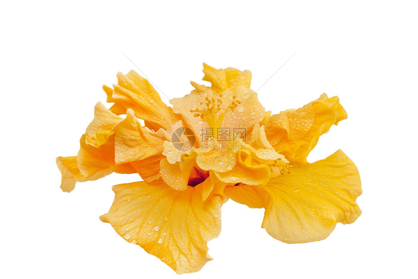 黄黄色象皮园艺异国植物黄色白色花瓣情调图片