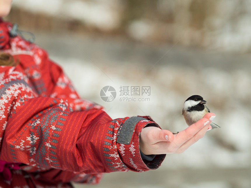 女孩喂鸟女性季节种子孩子青年动物生活图片