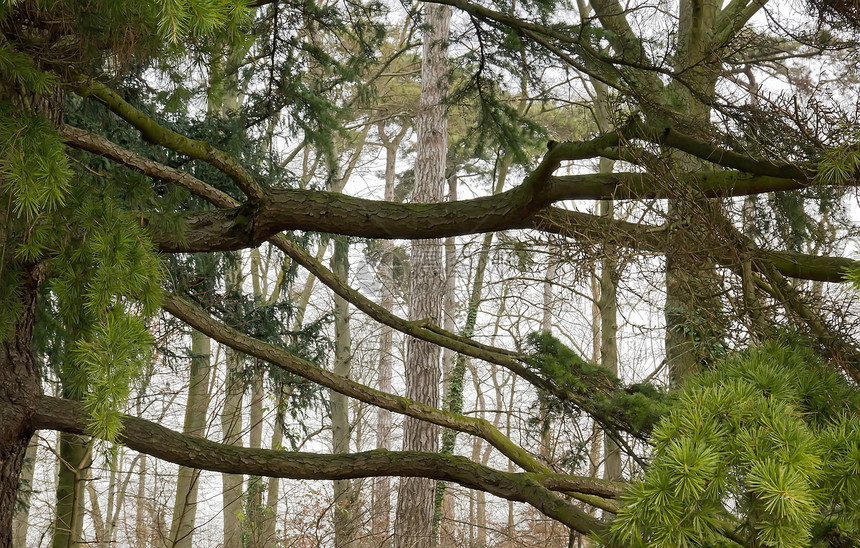 隐藏的树 与垂直相对的横向水平化图片