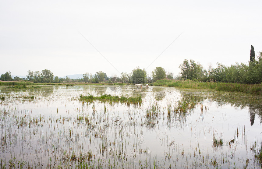卡马格马匹白马小马沼泽自然保护区植被动物湿地废墟鸭子图片