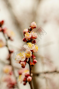 樱花花植物群园艺宏观季节压痛植物学花园樱花植物水果背景图片