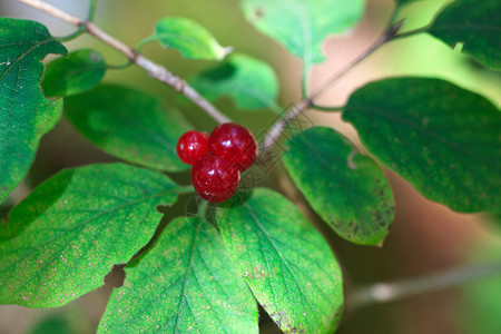 贝类农村树叶国家花朵植被植物学植物叶子背景图片