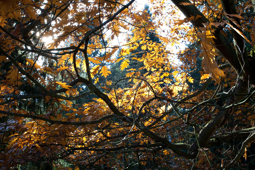 太阳在树冠上流淌季节公园树木场景车道植物空地草地橙子金子图片