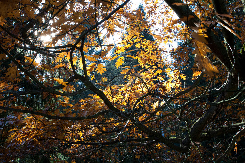 太阳在树冠上流淌远足车道草地森林叶子金子风景橙子背光季节图片