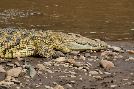 马拉河附近的鳄鱼食肉爬虫捕食者荒野动物猎人野生动物高清图片
