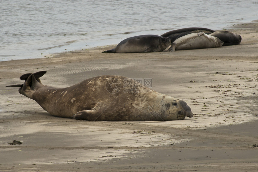 庞塔德尔加达大象海豹食肉荒野海洋男性动物支撑海滩哺乳动物野生动物图片