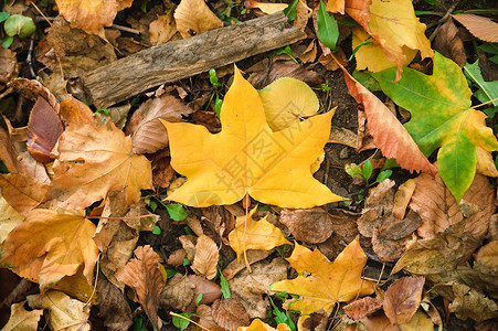 地上埋着一片新的黄黄色树叶高清图片