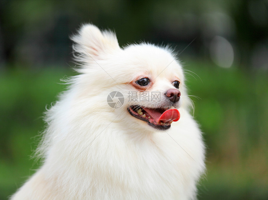 波波拉尼狗绿色白色玩具血统小狗犬类毛皮粉色场地舌头图片