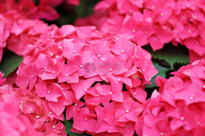 粉色花朵宏观大叶衬套公园苗圃薰衣草花园农村植物群花店图片