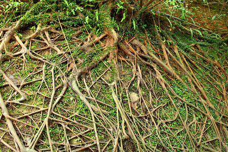 地下树根树根生态木头森林纠纷场地生活岩石土壤土地环境背景