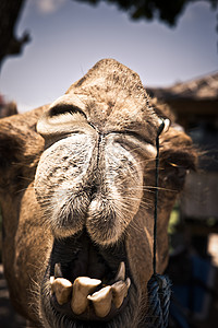 说话的骆驼脸背景图片