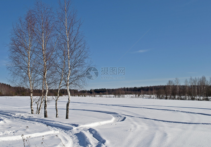 森林背景下雪覆盖的白雪田图片