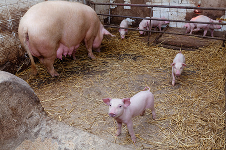 带小猪的母猪公猪乡村猪圈猪肉动物团体家畜乳房农庄馅饼背景图片