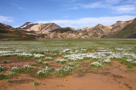 冰岛白色高原绿色棉莎草旅游峡谷旅行火山观光山脉高清图片