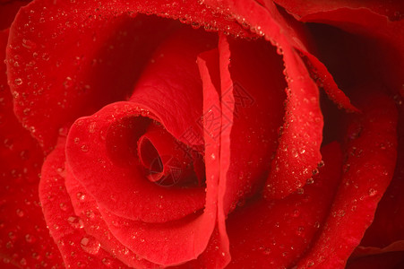 玫瑰聚光灯下车概念红色画报宏观植物群生活风化花瓣背景图片