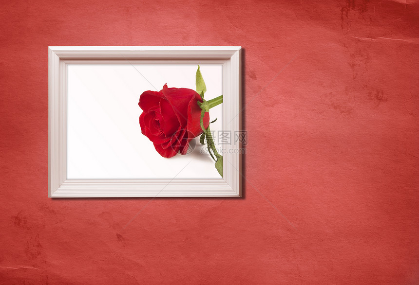 玫瑰下车墙纸框架红色照片植物群材料概念木头宏观图片