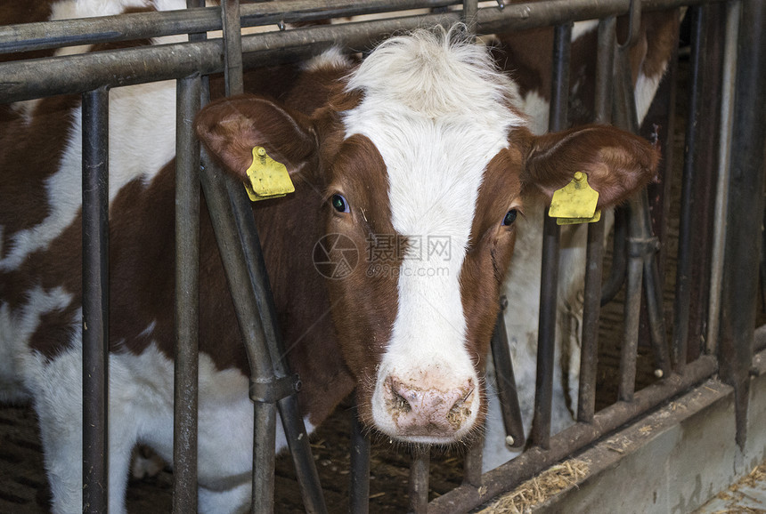 农民户内牛牛干草工业牛奶农业生物牛肉奶牛农场谷仓小牛图片
