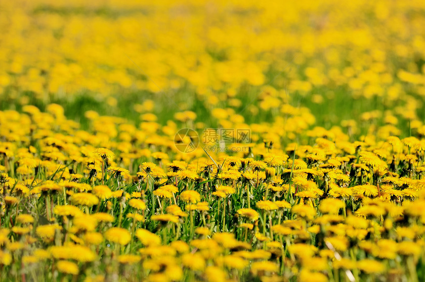 黄黄草地乡村季节国家阳光花园植物黄色花瓣植物群晴天图片