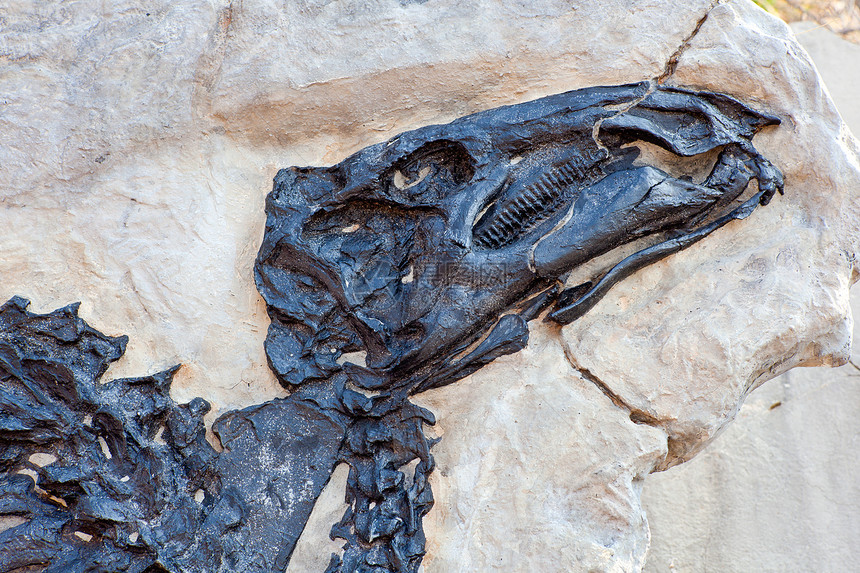 安东尼奥迪诺萨罗 泽西沙德罗斯岛考古学爬虫悬崖化石女性沉积物古董爪子恐龙地质学图片