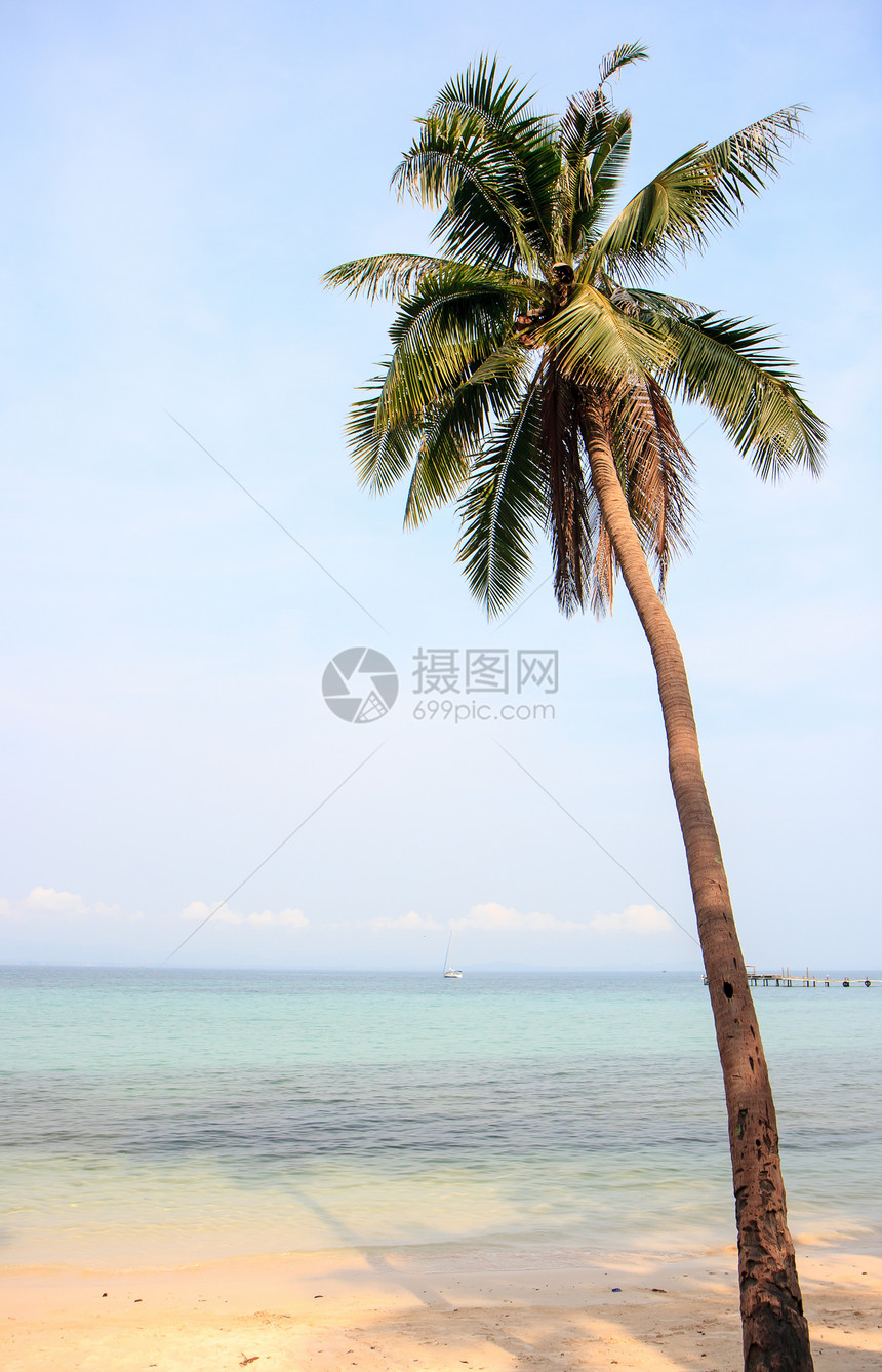 椰子树海洋天空假期图片