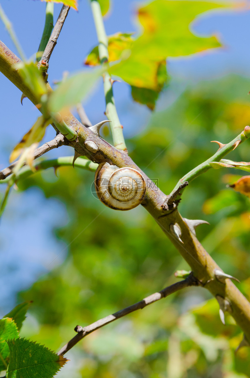 一只小蜗牛紧握在植物干上 自然背景树叶季节叶子野生动物动物学日光耳蜗绿色天空螺旋图片
