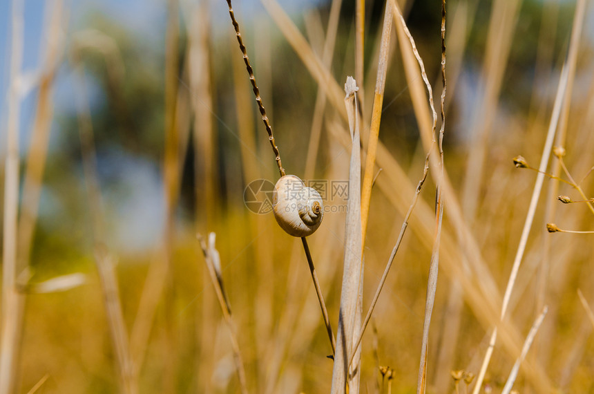 1只小蜗牛紧握在植物干上 自然背景图片