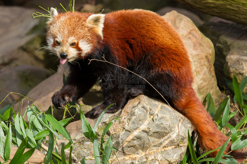 红熊猫 火狐或小熊熊猫宠物环境野生动物热带动物园毛皮叶子小吃哺乳动物竹子图片