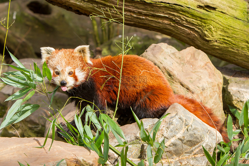 红熊猫 火狐或小熊熊猫大熊猫环境小吃野生动物宠物哺乳动物富根动物园叶子热带图片