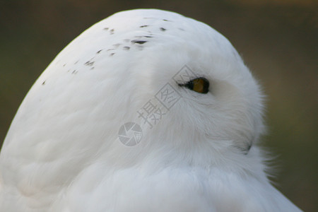 雪地猫头鹰雪鸮白色背景图片
