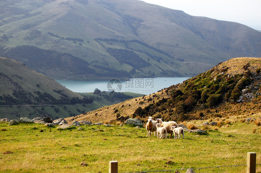 农村地区的羊群图片