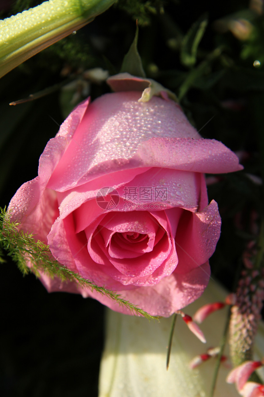 粉红玫瑰上落下玫瑰植物滴植物学作品阵雨阳光花朵花束花店图片