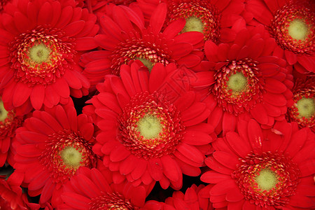 只是红色的马鞭草花朵团体花瓣花束植物绿色花店植物群植物学背景图片