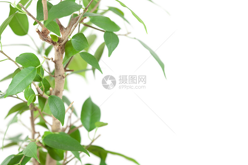 白板上孤立的桌子上的罐子白色文化菩提爱好绿色橡皮衬套植物学叶子盆栽图片