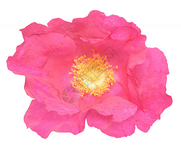 玫瑰花瓣粉色背景图片
