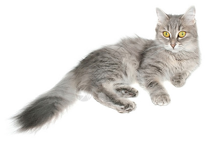 猫类动物晶须条纹短发宠物猫科动物背景图片