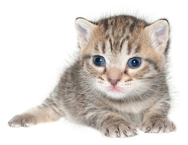 小猫小动物猫科动物宝贝宠物动物短发猫咪月经期条纹背景图片
