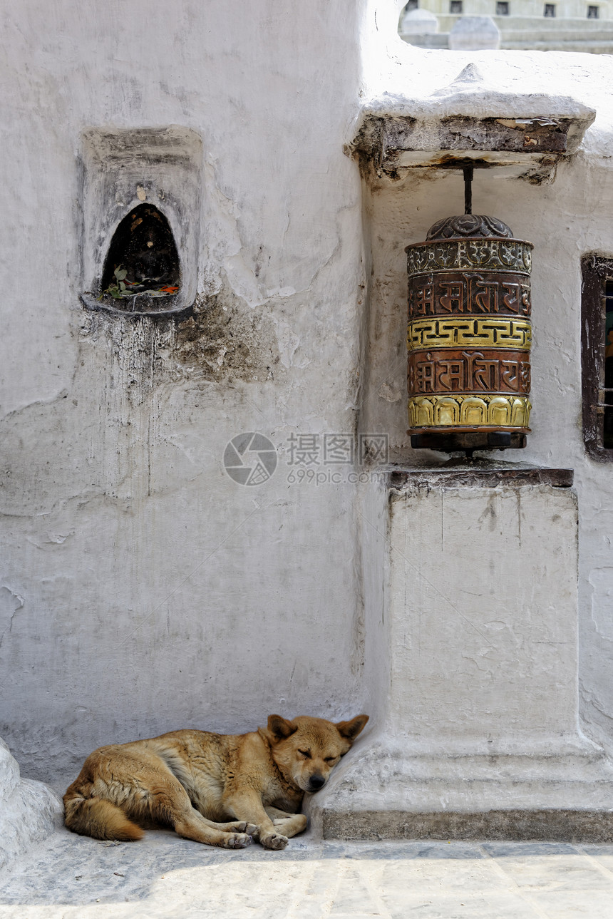 祈祷车和狗在加德满都的伯尔那斯图帕睡觉图片