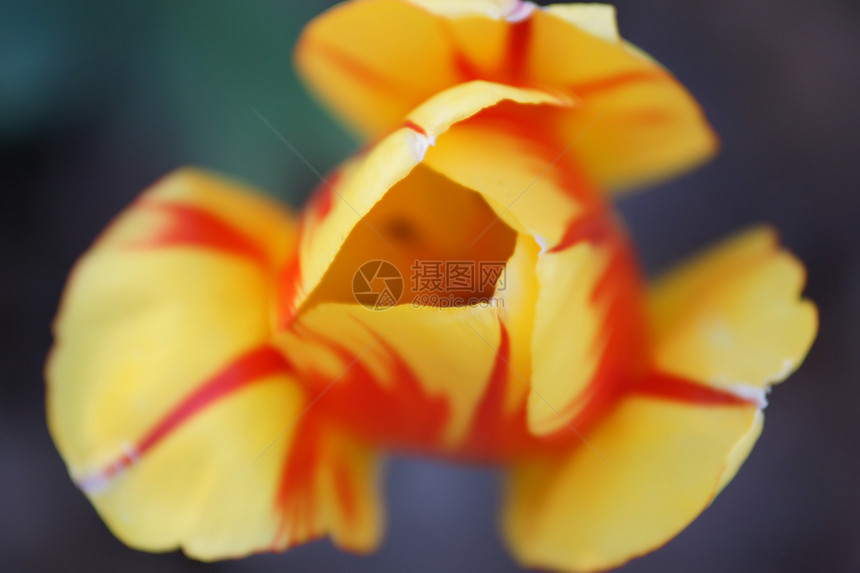 深底有黄色边缘的红色郁金香礼物宏观花园花瓣植物叶子植物群花束美丽图片