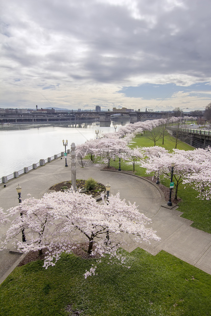 Willamette河沿岸的樱桃花树图片